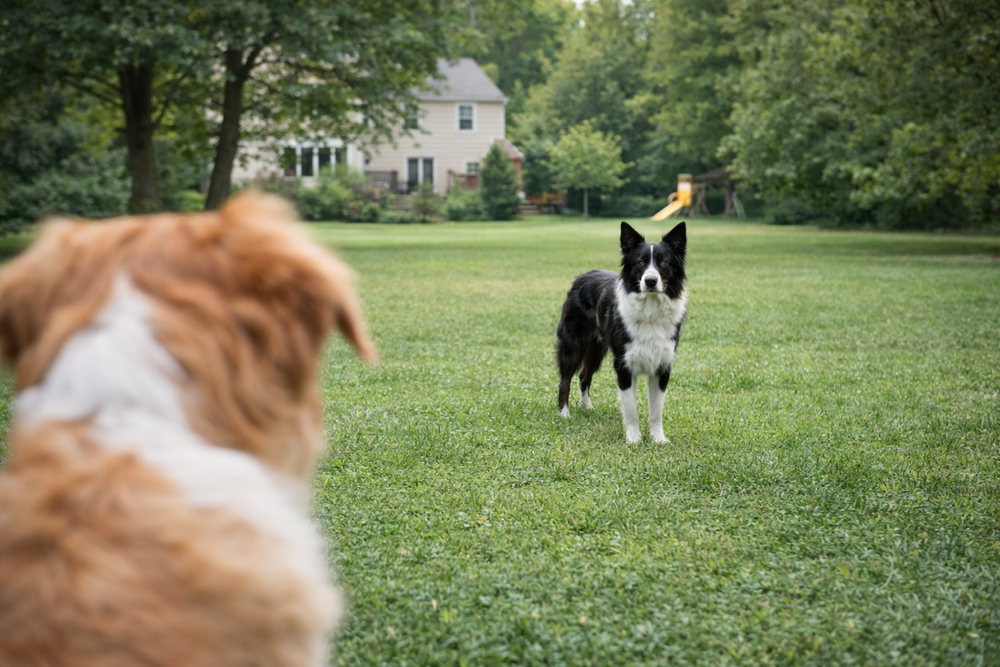 Reason #2: Triple‑Emitter Power Means Real Results (Not Empty Promises)